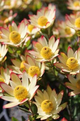 Proteaceae | Leucadendron | Leucadendron Sundance | Sundance | Leucadendron Plants