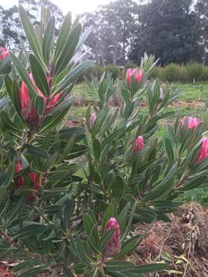 Protea | Protea plant | Protea Flower | Protea Lancelot