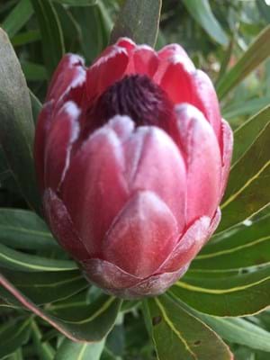 Protea | Protea plant | Protea Flower | Protea Pink Ice
