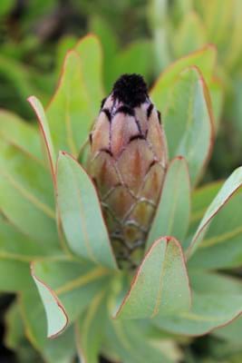 Protea Josephine | Protea Plants | Protea Flower