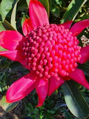 Proteaceae | Waratah | Telopea | Waratah plants | Protea plants | Telopea Gembrook Waratah | Gembrook Waratah | Flowers | Waratah Flowers