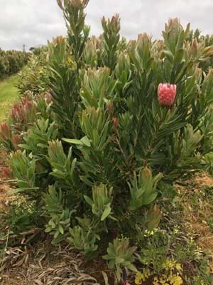 Protea | Protea Plant | Protea Pink Ice