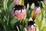 Proteaceae | Protea plants | Proteaceae plants | Protea| Large shrub | Shrub |Protea Josephine
