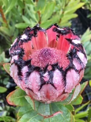 Protea Josephine | Protea Plants | Protea Flower