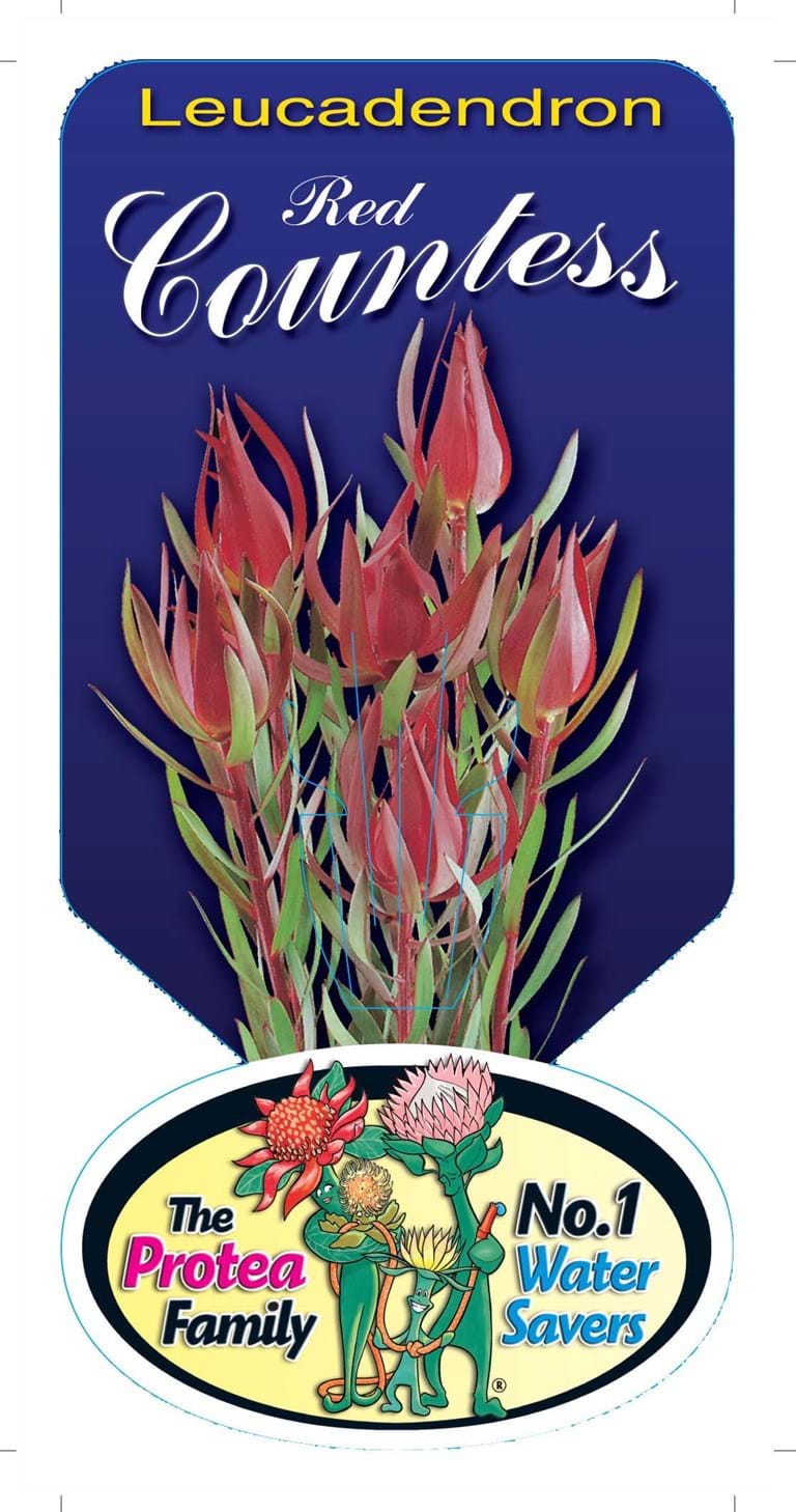Leucadendron Red Countess Label, Protea plant