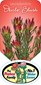 Leucadendron Devils Blush Label, Protea plant