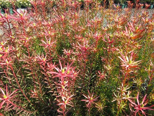 Leucadendron eucalyptifolium | Leucadendron Deacon Red | Leucadendron | Deacon Red | Proteaceae | Protea Plants | Leucadendron plants