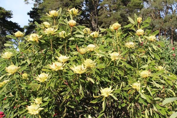 Proteaceae | Protea Plants | Waratah | Telopea | White Waratah | Waratah plants
