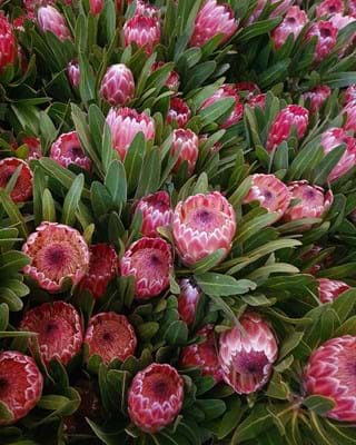 Protea Flower | Protea Pink Ice | Protea