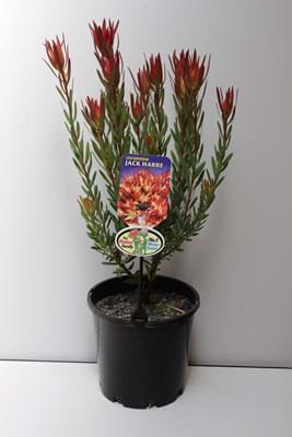 Leucadendron Jack Harre | Leucadendron | Proteaceae | Protea Plants