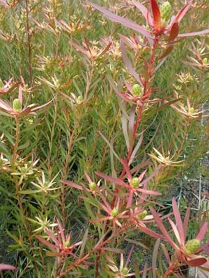 Leucadendron eucalyptifolium | Leucadendron Deacon Red | Leucadendron | Deacon Red | Proteaceae | Protea Plants | Leucadendron plants