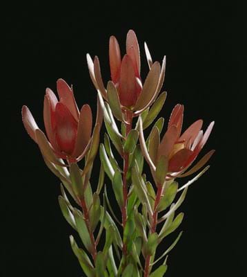 Leucadendron Safari Sunset | Leucadendron | Safari Sunset | Proteaceae | Protea Plants | Leucadendron plants