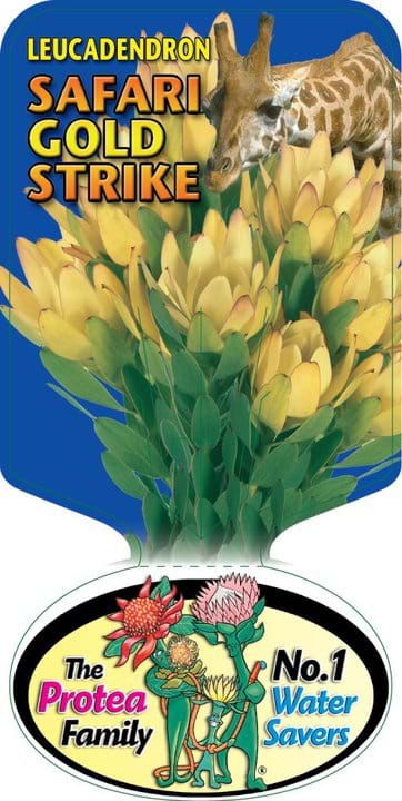 Leucadendron Safari Gold Strike Label, Protea plants