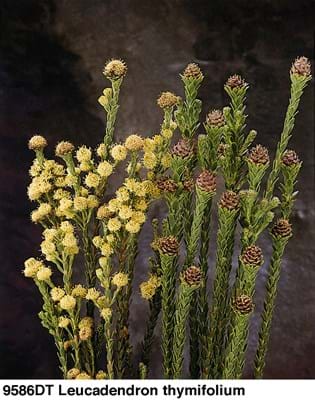 Leucadendron thymifolium | Leucadendron Springthyme | Leucadendron | Springthyme | Proteaceae | Protea Plants | Leucadendron plants