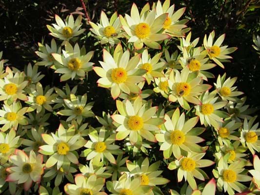 Proteaceae | Leucadendron | Leucadendron Sundance | Sundance | Leucadendron Plants