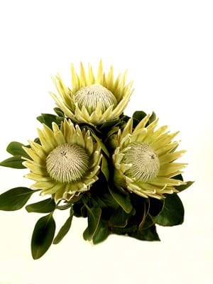 Protea | Protea Plants | Protea Plant | Protea King | Protea cynaroides |