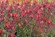 Leucadendron Misty Sunrise | Leucadendron | Misty Sunrise | Proteaceae