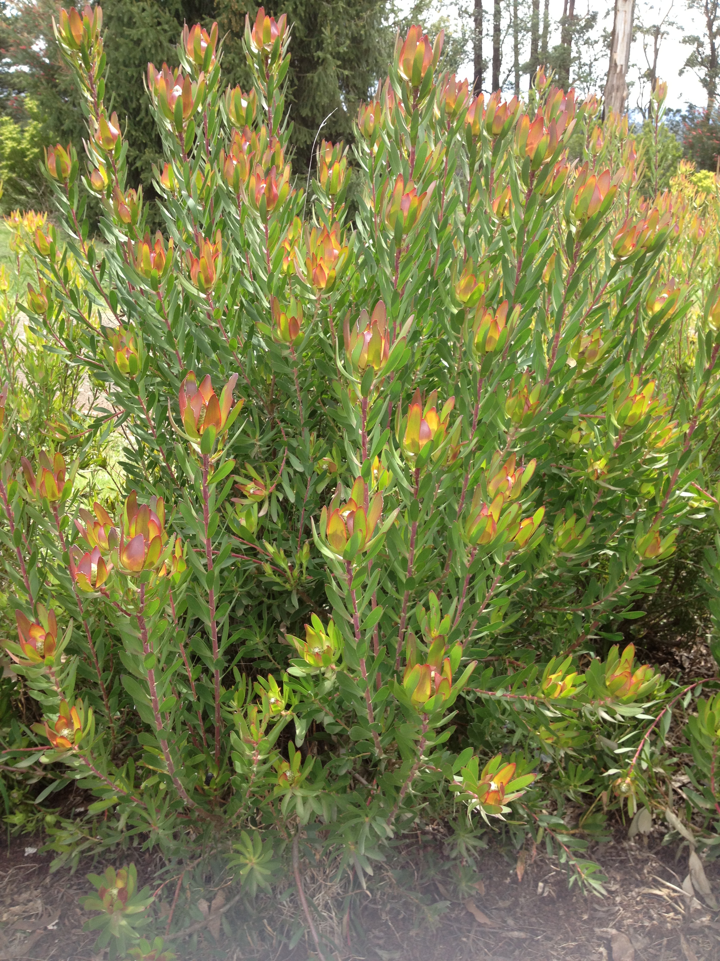 Leucadendron | Ausflora Pacific | Leucadendron Red Gem