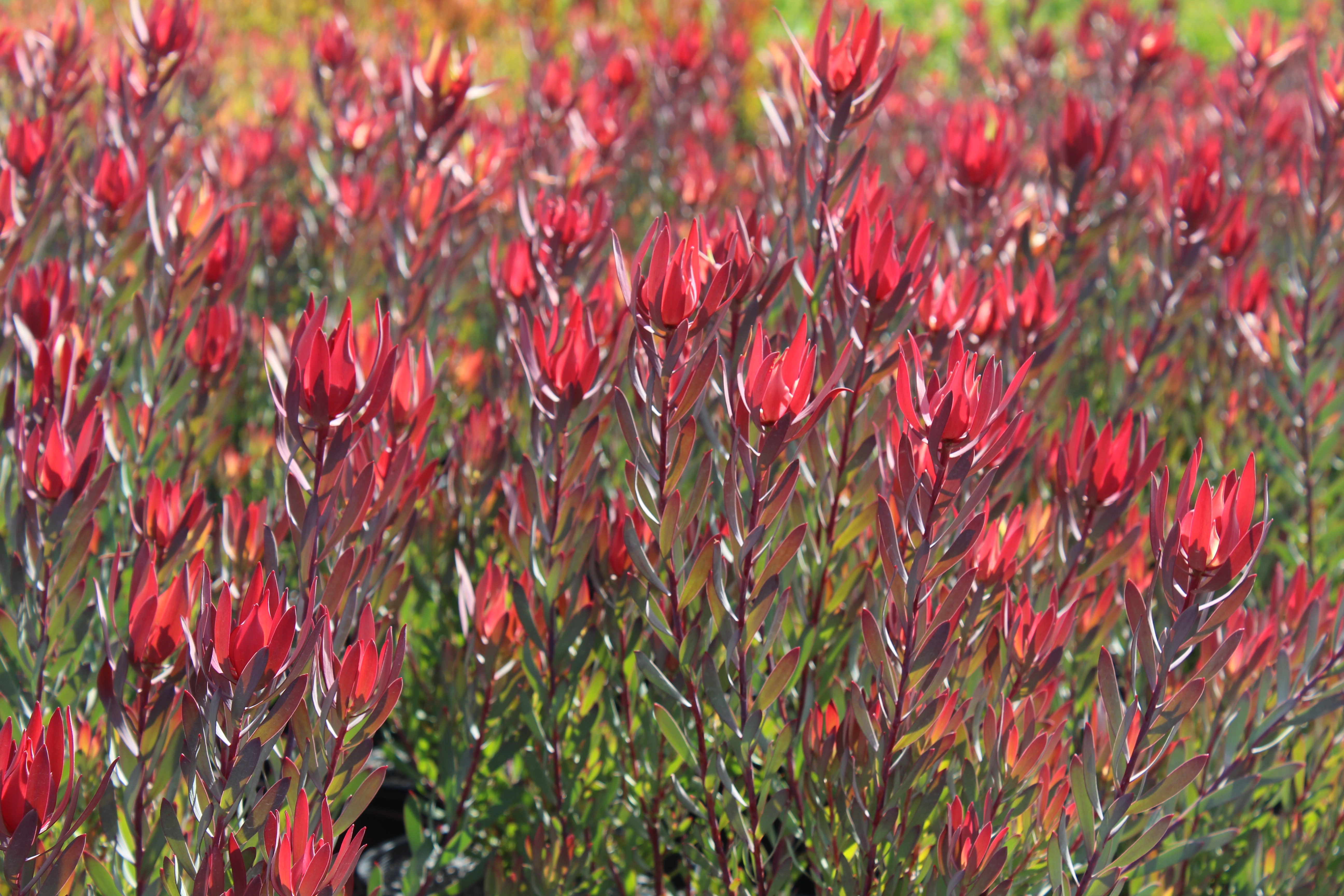 Leucadendron | Ausflora Pacific | Leucadendron Misty Sunrise
