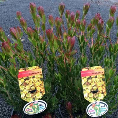 Proteaceae | Leucadendron | Leucadendron Sundance | Sundance | Leucadendron Plants