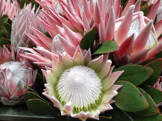 Protea | Protea Plants | Protea Plant | Protea King | Protea cynaroides | Protea Flowers