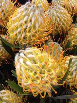 Protea Plants | Proteaceae | Pincushion Protea | Leucospermum | Leucospermum Goldie | Goldie | Flowers