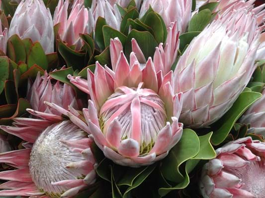 Protea | Protea Plants | Protea Plant | Protea King | Protea cynaroides | Protea Flowers