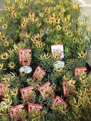 Leucadendron Royal Ruby | Leucadendron | Royal Ruby | Proteaceae | Protea Plants | Leucadendron plants
