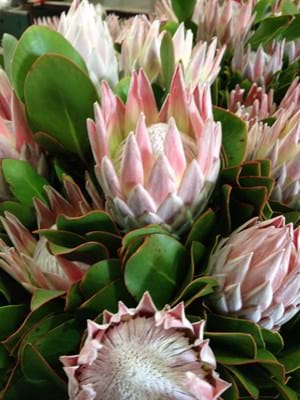 Protea | Protea Plants | Protea Plant | Protea King | Protea cynaroides |
