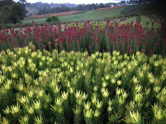 Leucadendron Safari Sunset | Leucadendron | Safari Sunset | Proteaceae | Protea Plants | Leucadendron plants