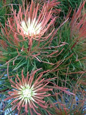 Proteaceae | Protea Plants | Aulax | Aulax Bronze Haze | Bronze Haze