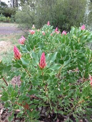 Protea | Protea plant | Protea Flower | Protea Pink Crown
