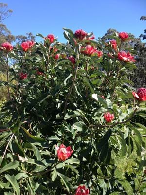 Proteaceae | Waratah | Telopea | Waratah plants | Protea plants | Telopea Gembrook Waratah | Gembrook  Waratah | Flowers | Waratah Flowers
