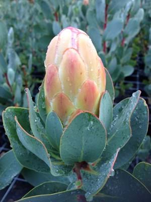 Protea plants | Proteaceae | Protea | Protea Grandicolor PBR | Grandicolor | Protea Flower