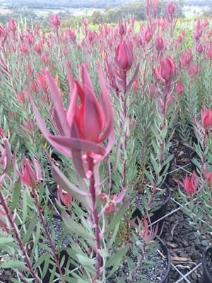 Leucadendron Red Countess | Leucadendron | Red Countess | Proteaceae | Protea Plants | Leucadendron plants