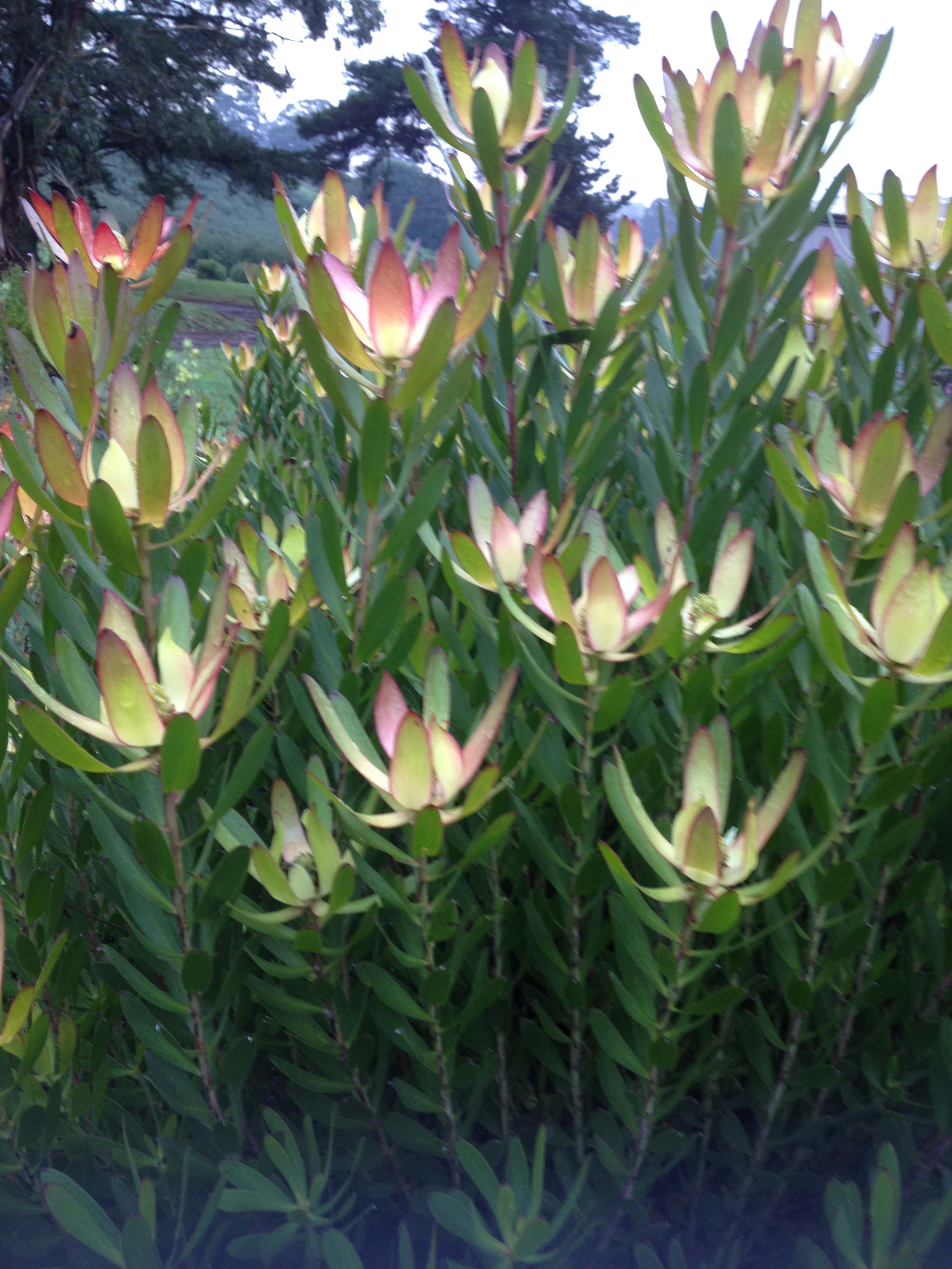 Leucadendron | Ausflora Pacific | Leucadendron Red Gem