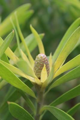 Leucadendron Christmas Cone | Leucadendron | Proteaceae