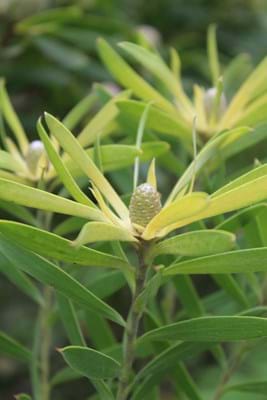 Leucadendron Christmas Cone | Leucadendron | Proteaceae