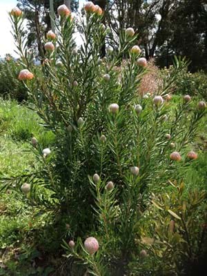 Protea Plants | Proteaceae | Pincushion Protea | Leucospermum | Leucospermum Tango | Tango | Flowers