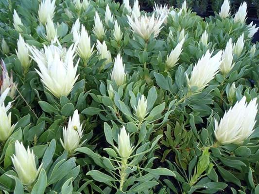 Protea plants | Proteaceae | Protea | Protea White Crown PBR | White Crown
