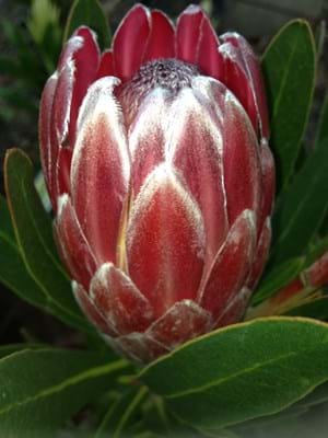 Protea | Protea plant | Protea Flower | Protea Pink Ice