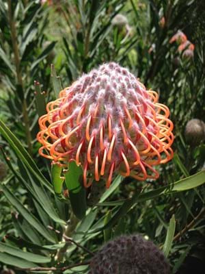 Protea Plants | Proteaceae | Pincushion Protea | Leucospermum | Leucospermum Tango | Tango | Flowers