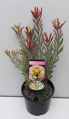 Leucadendron Yellow Countess | Leucadendron | Yellow Countess | Proteaceae | Protea Plants | Leucadendron plants