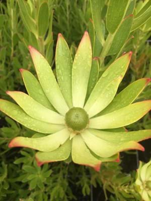 Leucadendron | Leucadendron Gandogerii | Leucadendron | Gandogerii | Proteaceae | Protea Plants | Leucadendron plants