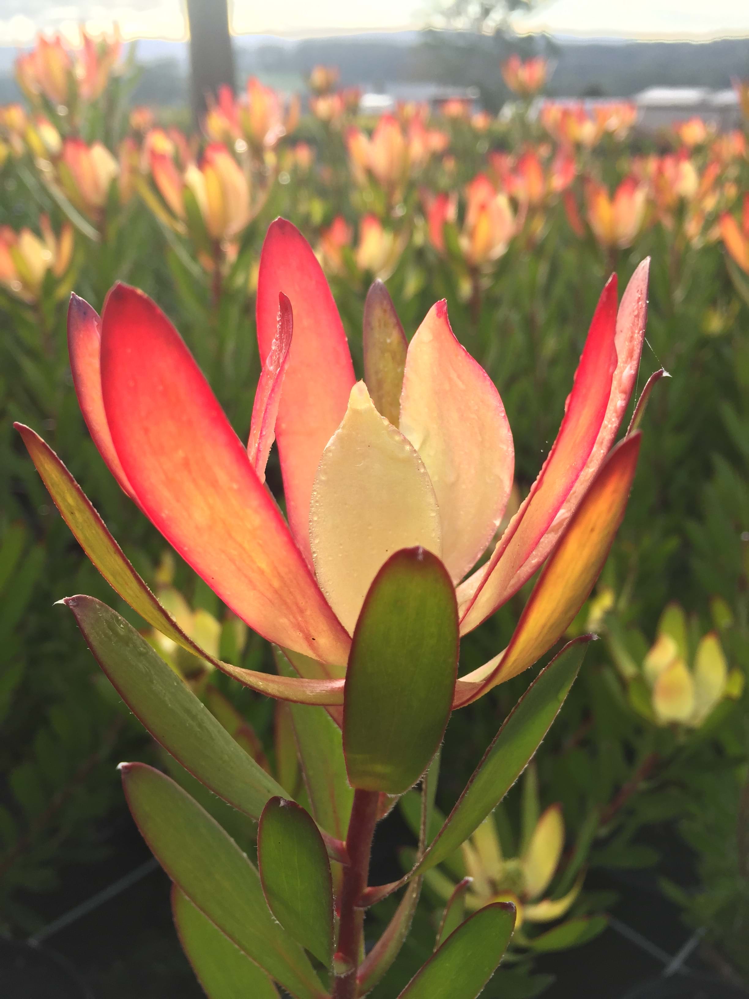 Leucadendron | Ausflora Pacific | Leucadendron Red Gem