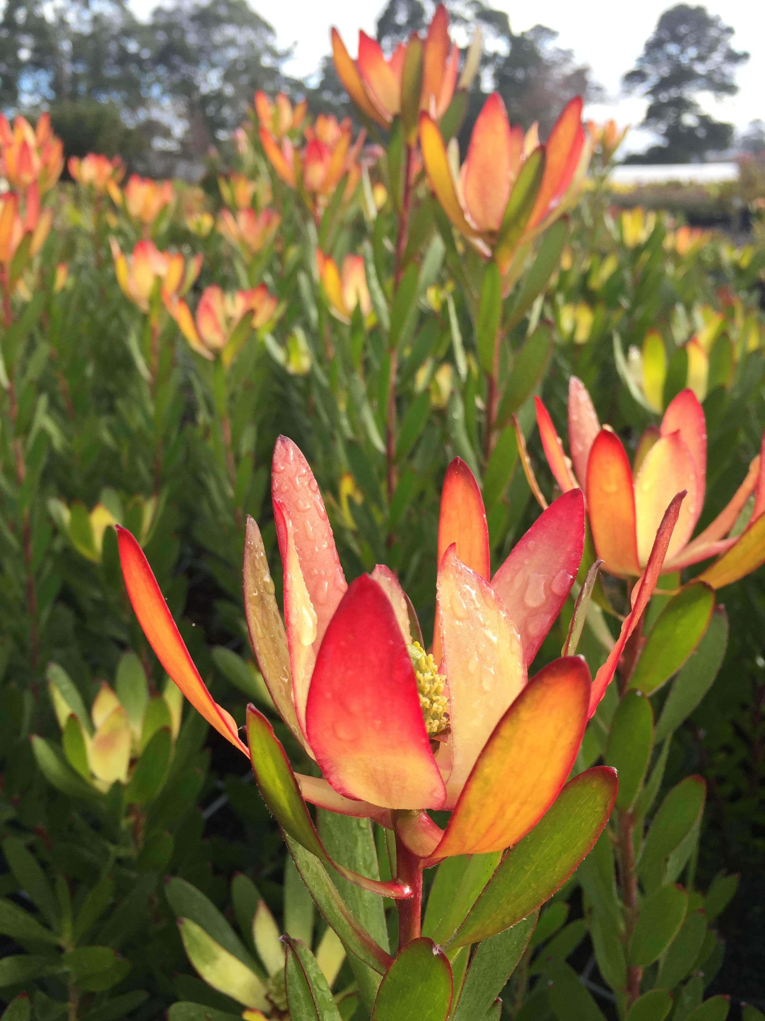 Leucadendron | Ausflora Pacific | Leucadendron Red Gem