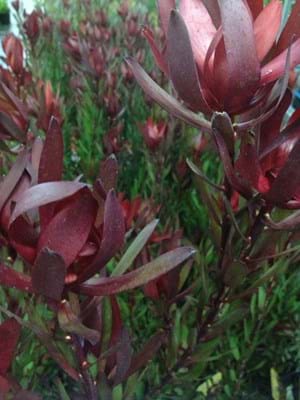 Leucadendron hybrid | Leucadendron Silvan Red | Leucadendron | Silvan Red | Proteaceae | Protea Plants | Leucadendron plants
