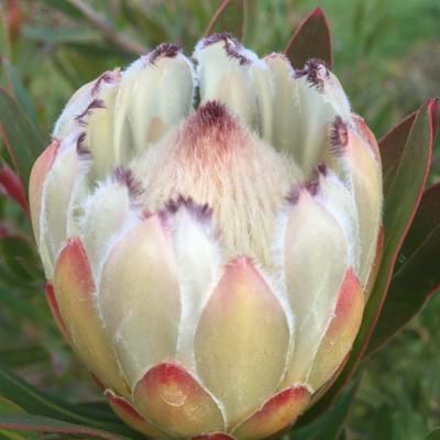 Protea | Protea plant | Protea White Ice | Protea Flower