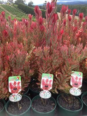 Leucadendron variegated | Leucadendron Jester | Leucadendron | Jester  | Proteaceae | Protea Plants | Leucadendron plants