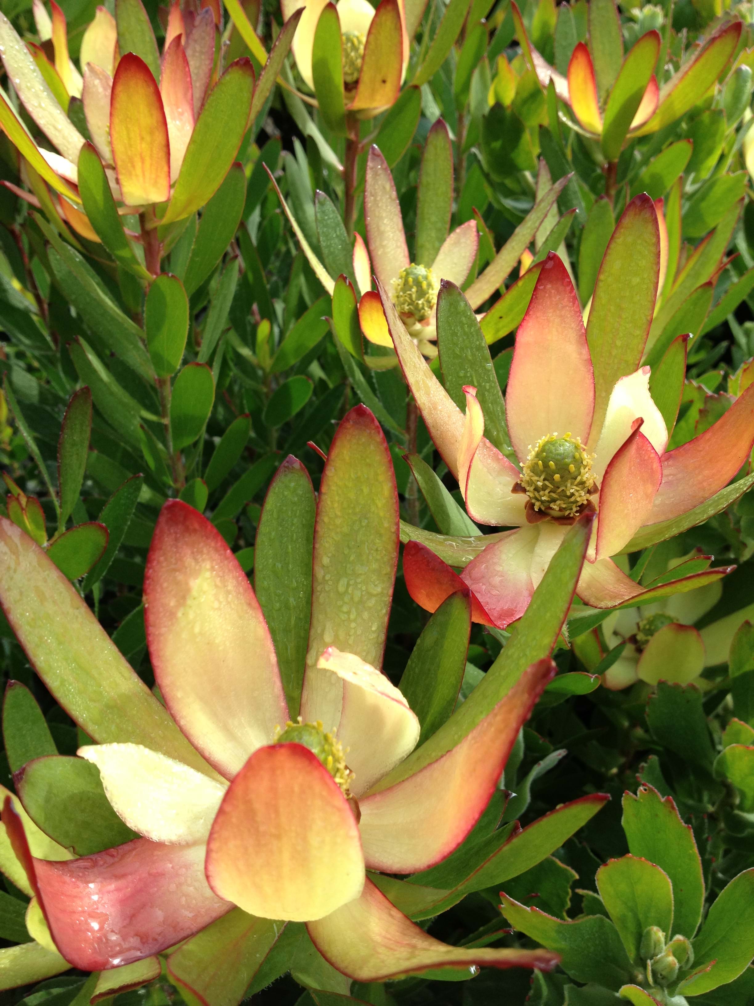 Leucadendron Ausflora Pacific Leucadendron Red Gem